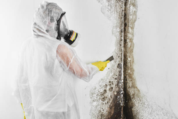 Best Certified Mold Removal  in Norco, LA