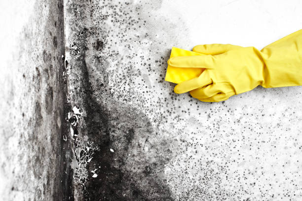 Best Fast Mold Removal  in Norco, LA