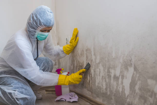 Mold Testing and Removal in Norco, LA