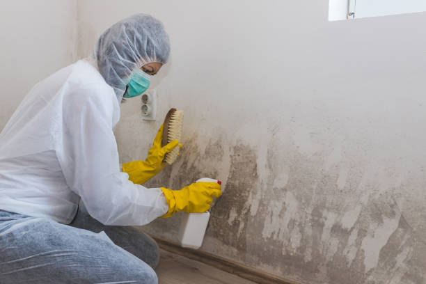 Trusted Norco, LA Mold Removal Experts