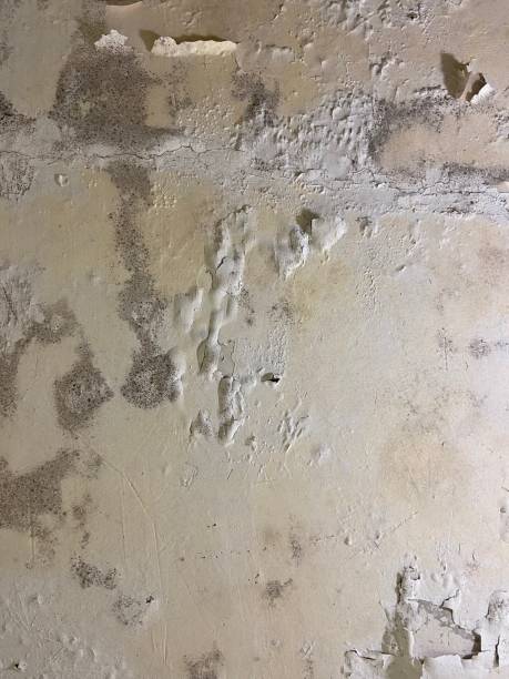 Best Mold Testing and Removal  in Norco, LA