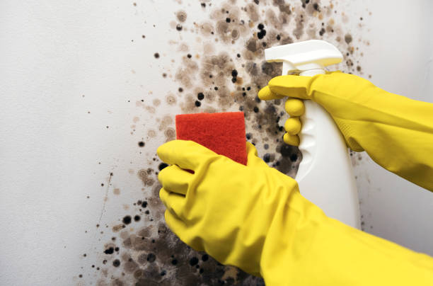 Best Local Mold Removal Service  in Norco, LA
