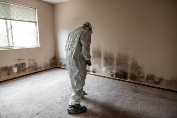 Best Attic Mold Removal  in Norco, LA