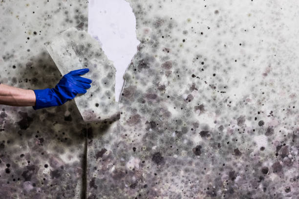 Mold Testing and Removal in Norco, LA
