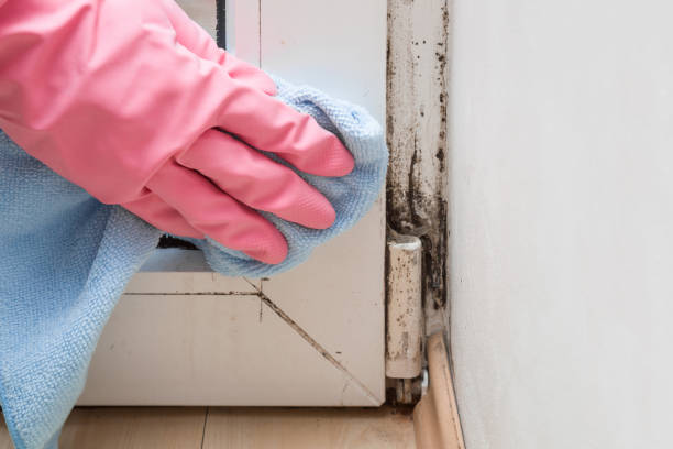 Best Toxic Mold Removal  in Norco, LA
