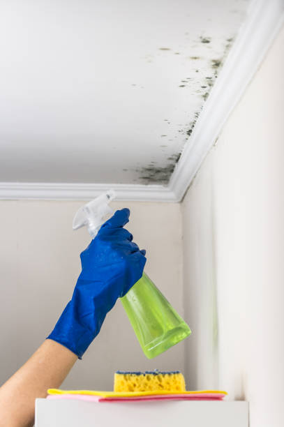 Professional Mold Removal in Norco, LA